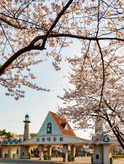 인천 봄꽃 지도 완전 정복...숨은 명소부터 이색 섬 투어까지 선택지 다양 기사 이미지